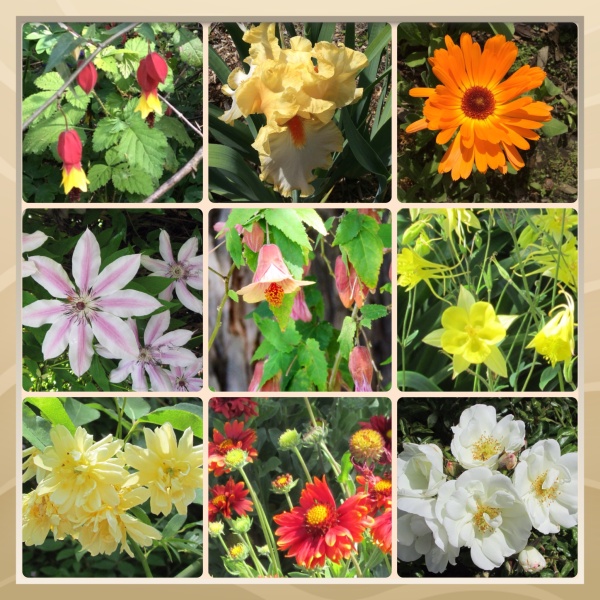 Sonoma County Blossom Trail - Sonoma Horticultural Nursery, April 2014
