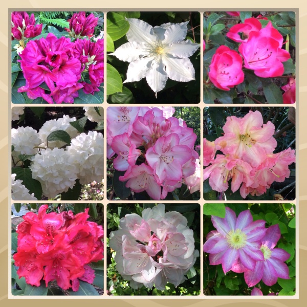 Sonoma County Blossom Trail - Sonoma Horticultural Nursery, April 2014