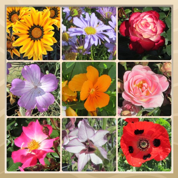 Sonoma County Blossom Trail - Sonoma Horticultural Nursery, April 2014