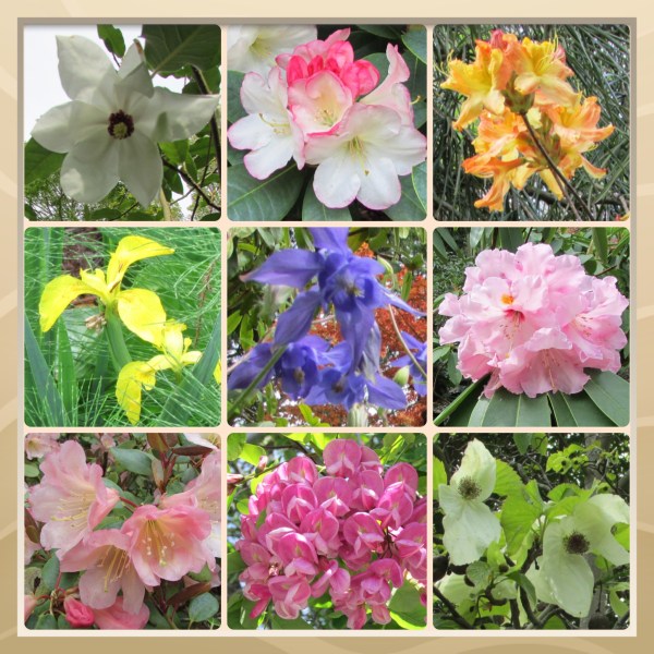 Sonoma County Blossom Trail - Sonoma Horticultural Nursery, March 2014