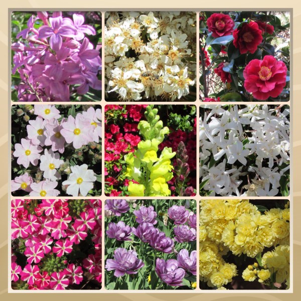 Sonoma County Blossom Trail - Sonoma Horticultural Nursery, March 2014