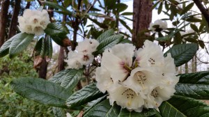 Rh Grande rhododendron