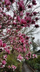 Purple tulip magnolia