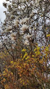 White tulip magnolia